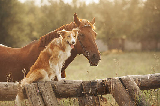 The Nutritional Benefits of Feeding Your Dog Wheat-Free Treats