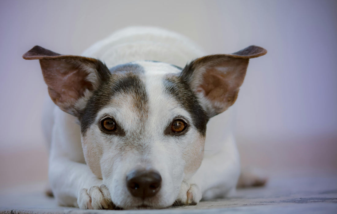 The Importance of Proper Nutrition for your dog.