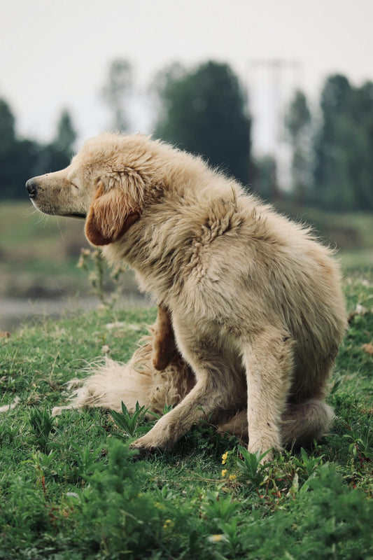 How My Dog Treat Journey Started Back in 2005