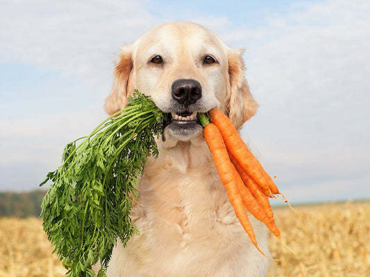 The Vital Role of Food in Our Health: How Diet Influences Wellness