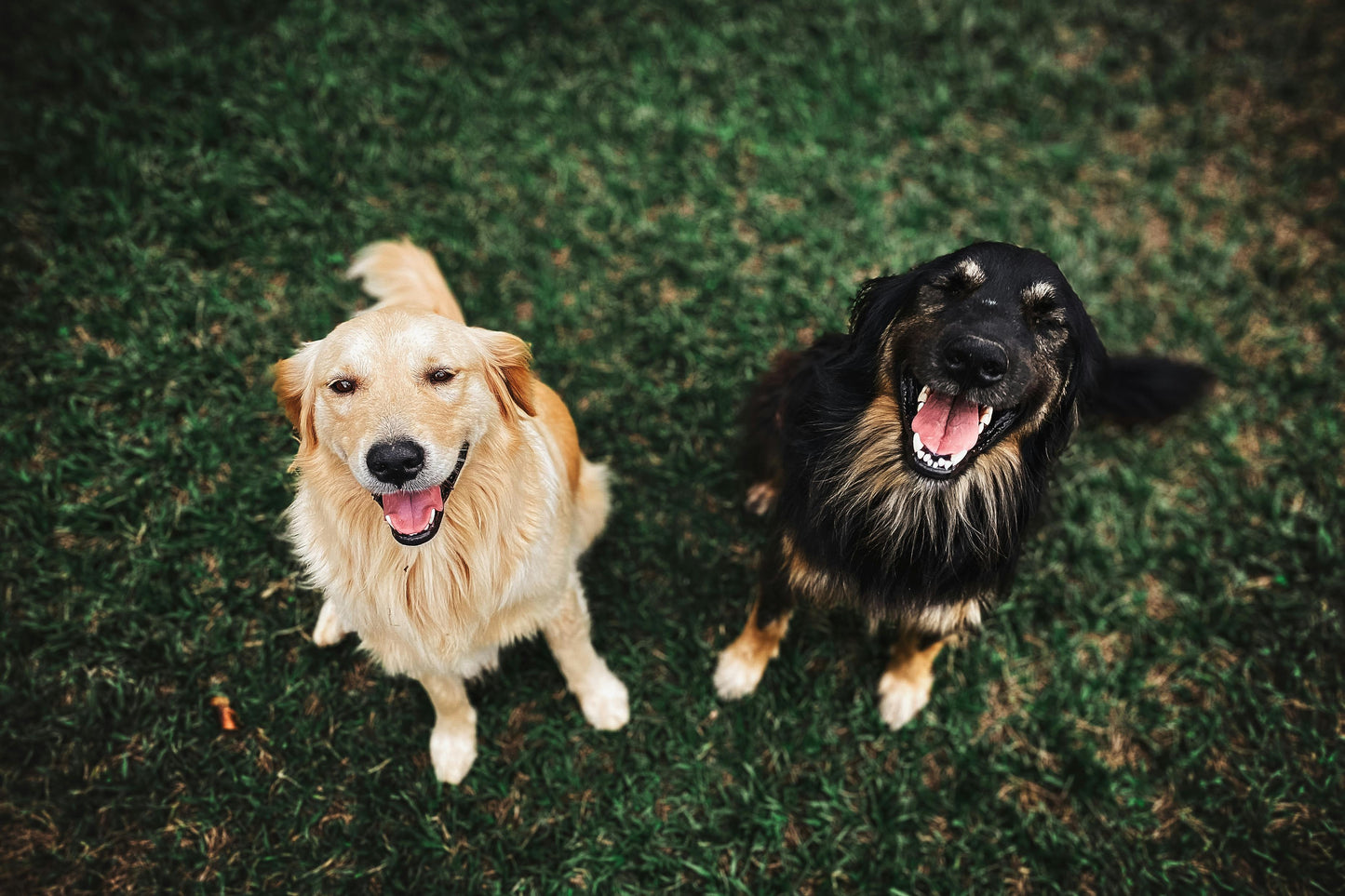 Carrot Gluten-free Dog Treats